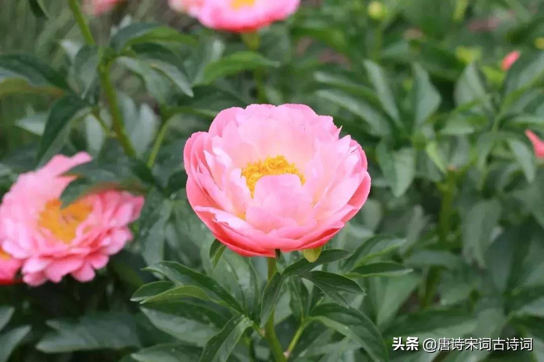 15种开在春天的花都有哪些,15种开紫花的植物图片