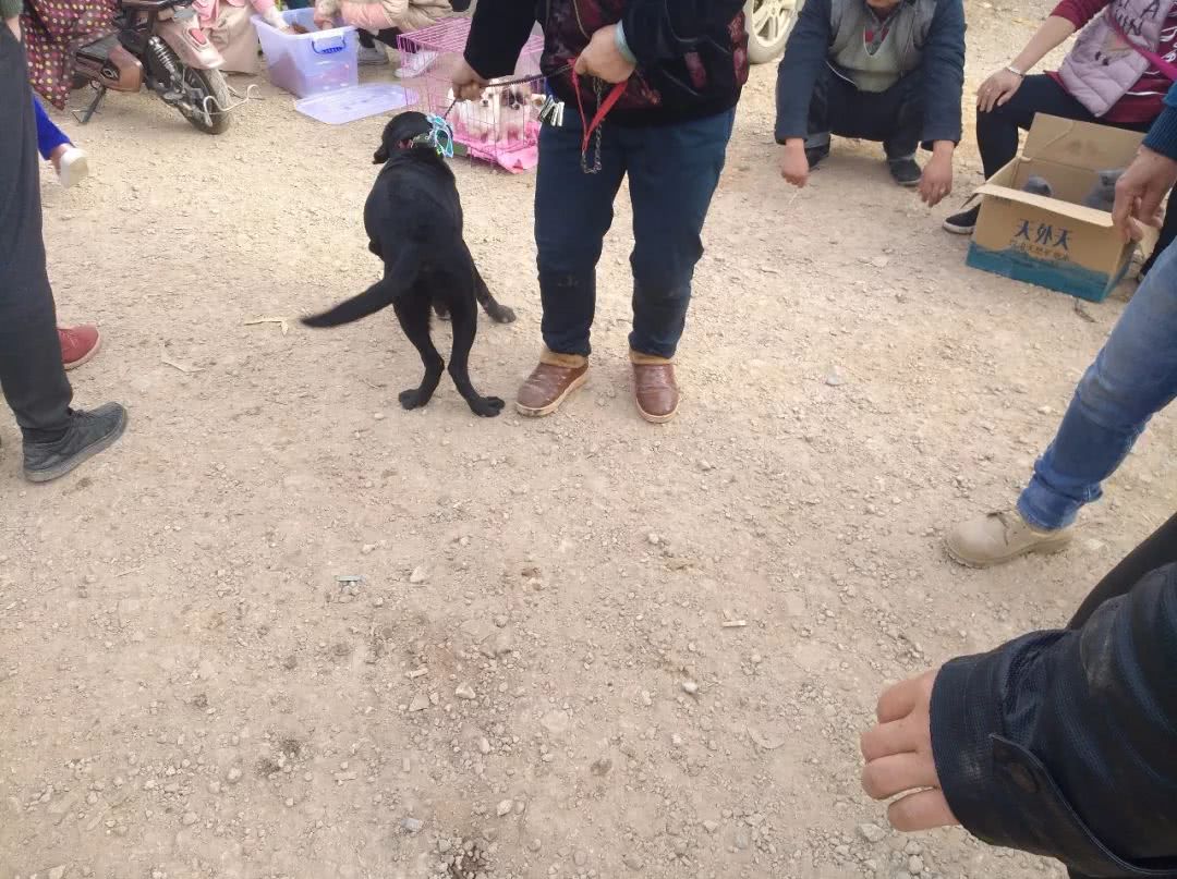 狗贩子10元的狗卖100,800元狗贩子