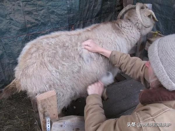 100支高支羊毛和羊绒的区别,克什米尔羊毛跟羊绒的区别