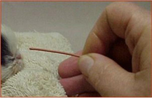 幼猫胃管使用方法,庄园猫宫