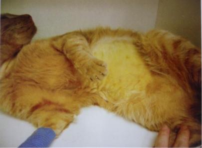 猫脂肪肝消除最快方法,猫脂肪肝治疗需要花多少钱