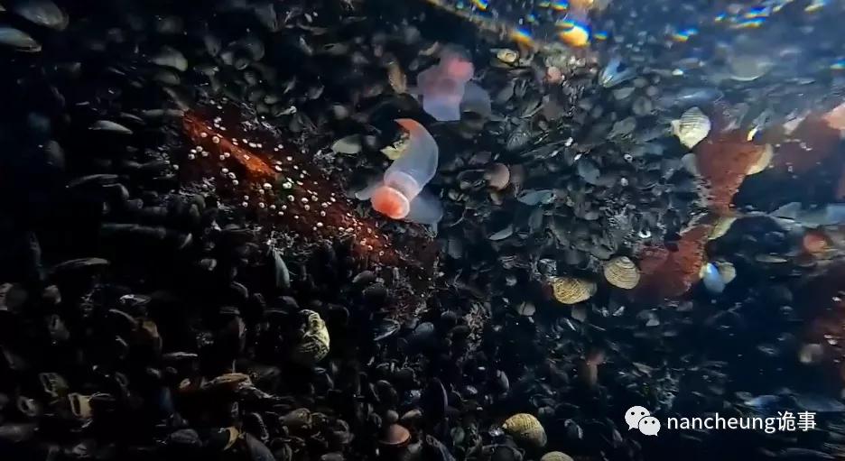 深海迷航第49天神秘生物,深海海底神秘的10种生物