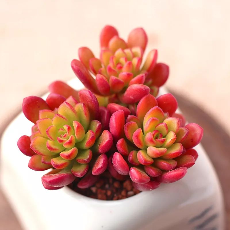 又萌又美丽好养的多肉,哪些多肉是小可爱种的