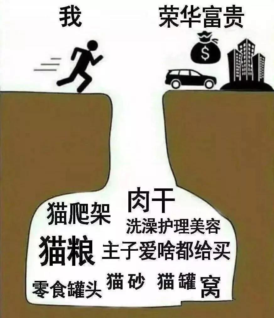 以为单身就可以自由,开始以为养猫是为了不孤单