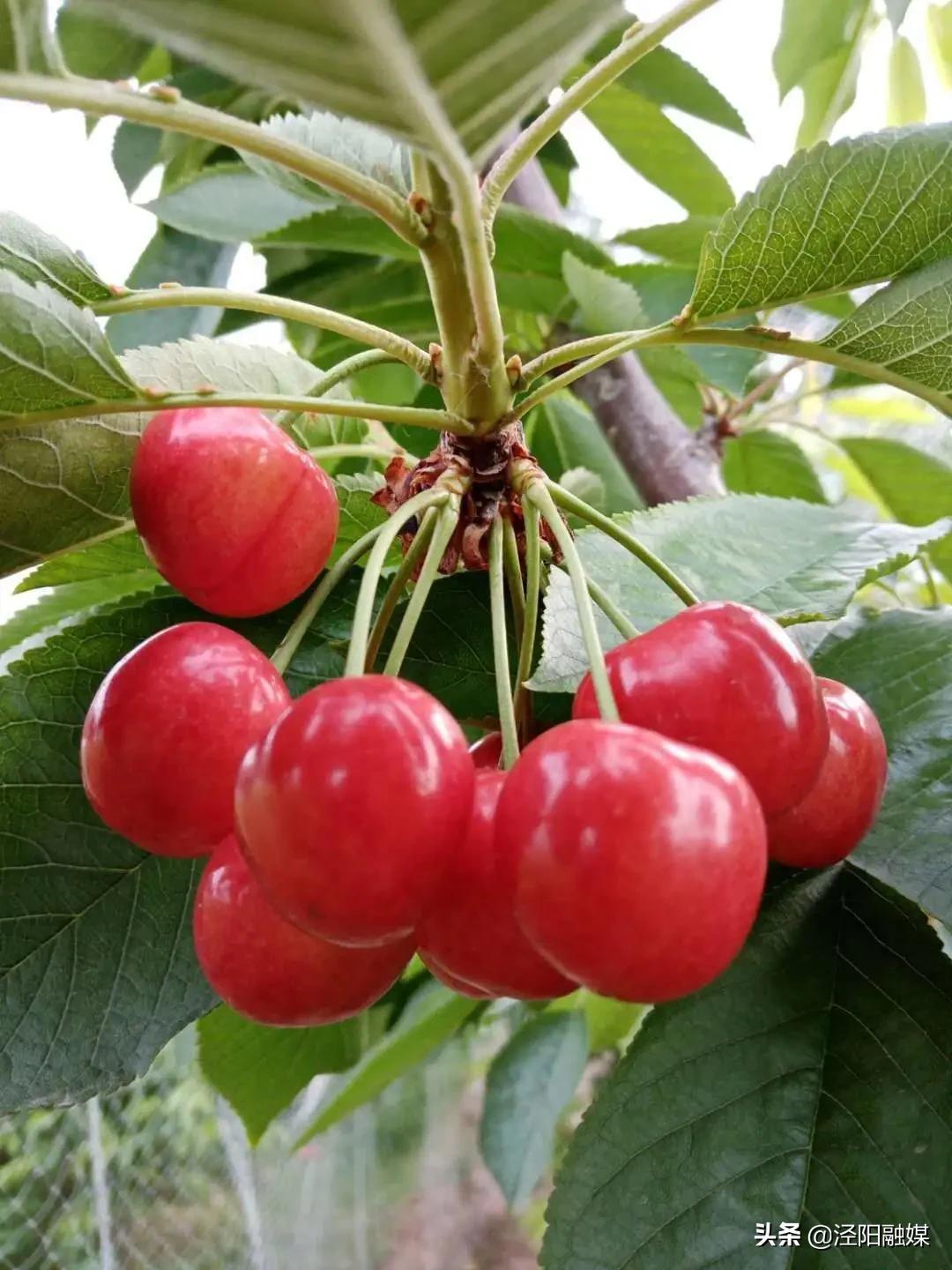 吃樱桃的注意事项图文,吃樱桃的注意事项