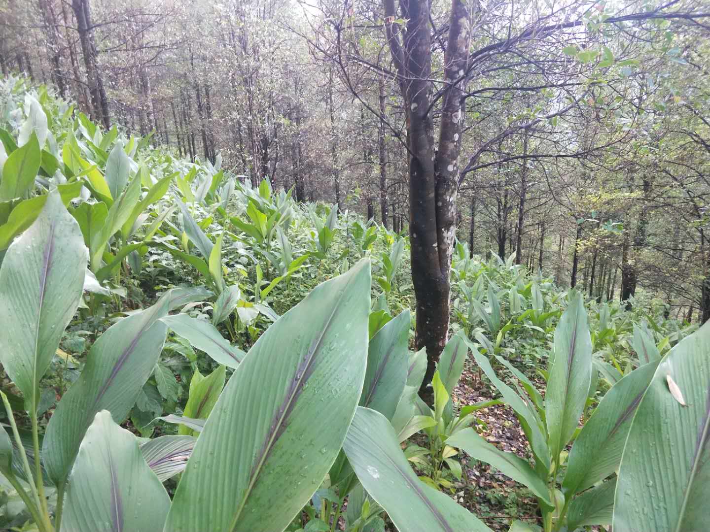 林下中药材示范种植基地,林下种植中药材设施项目方案