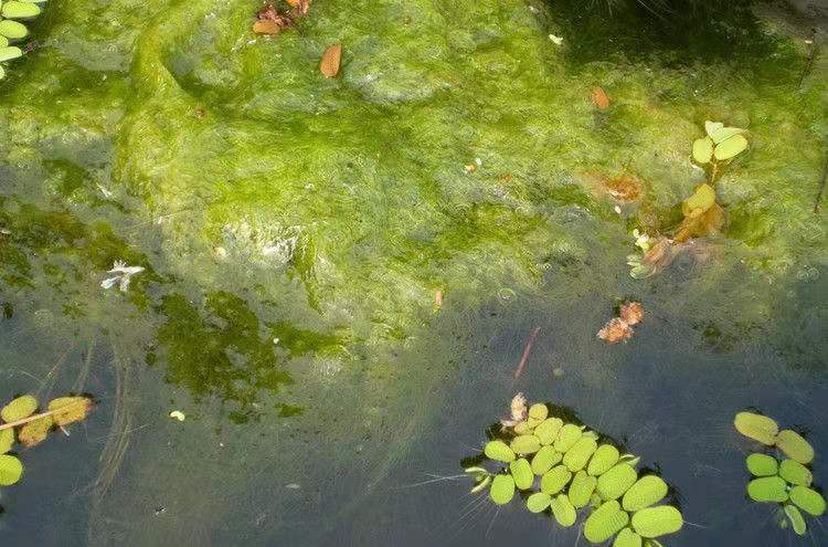 河蟹除青苔后怎么处理,青苔腐烂后对河蟹有哪些影响