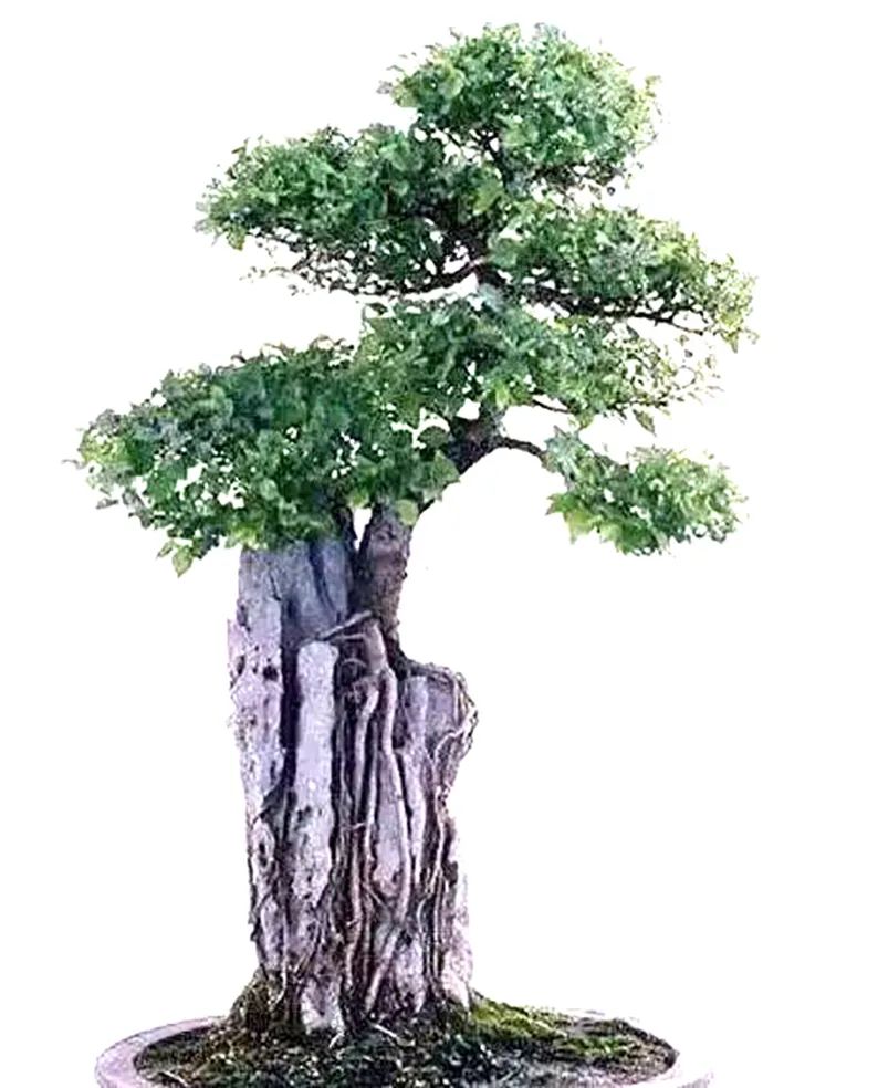 树木盆景养护包含六个方面的工作,盆景树如何照顾