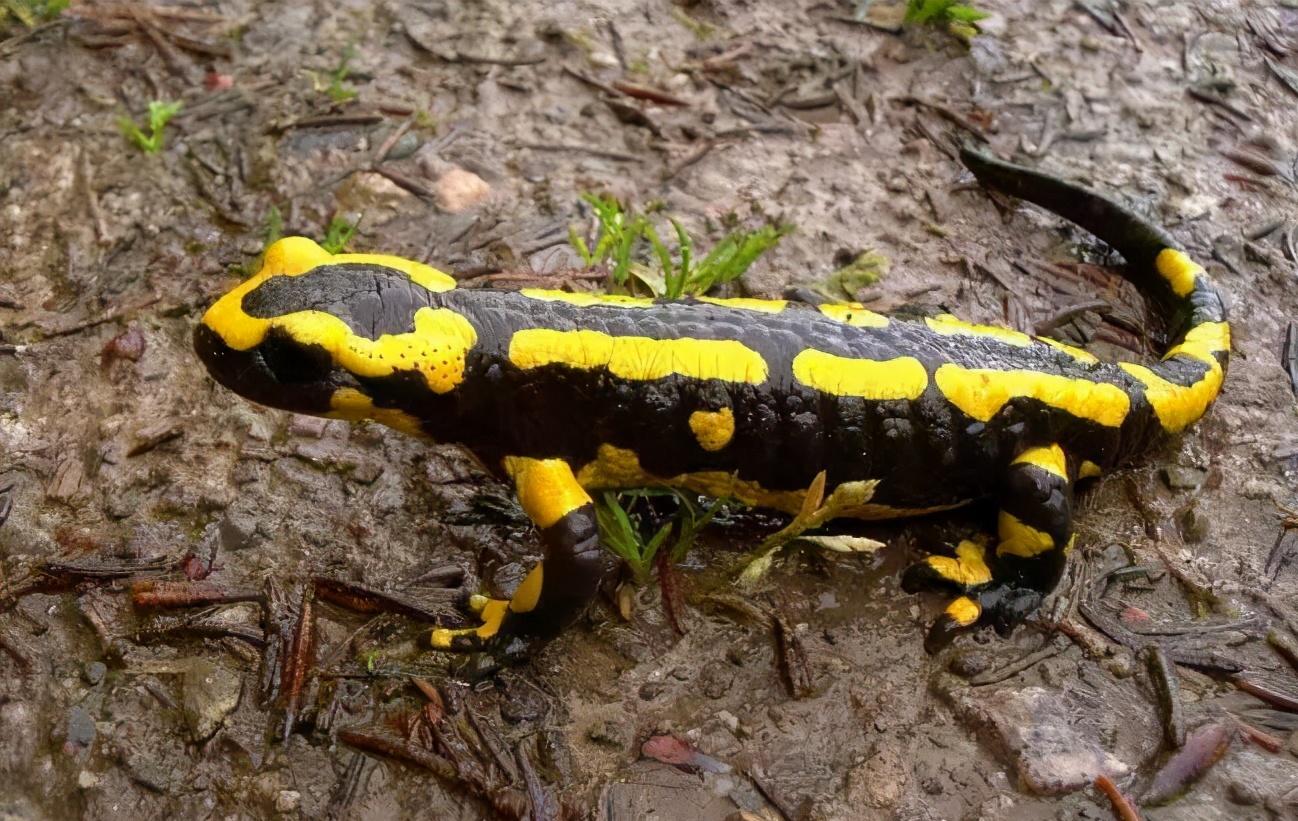 喷射毒液的动物都有什么,喷射毒液的昆虫