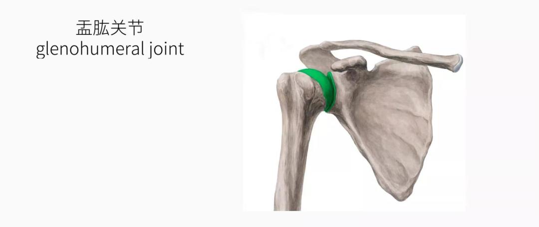 解剖列车|托马斯推荐的1个学习解剖的好方法