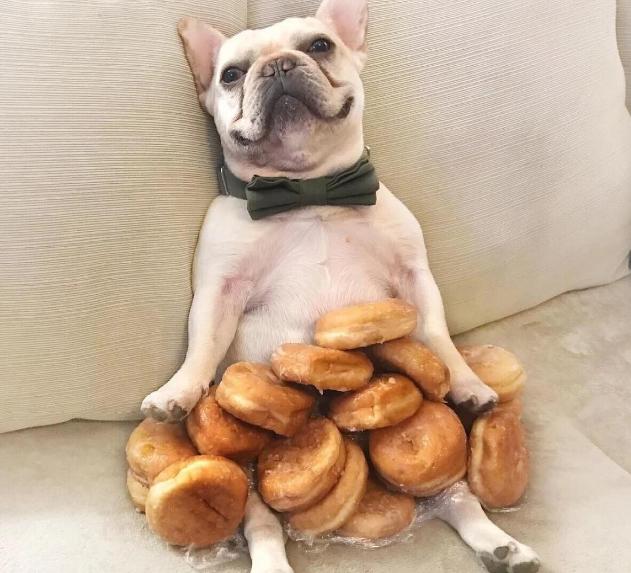 法斗呕吐白色泡沫粘液食欲正常,法斗发情的时候会影响食欲吗