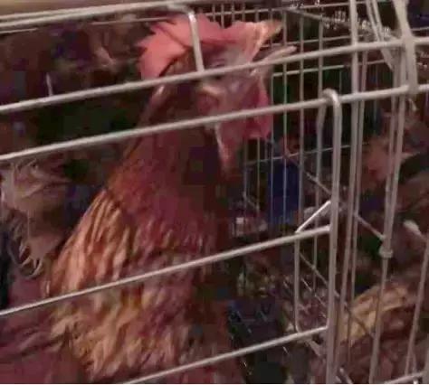 「爱鸡百科」禽流行性感冒危害这么大，如何有效预防？