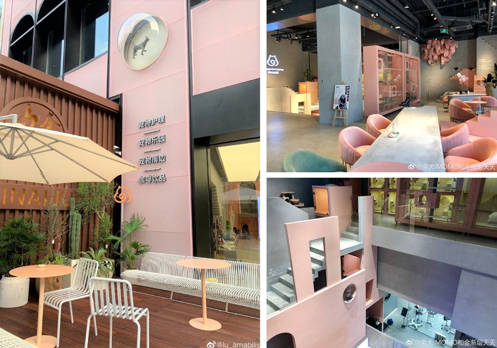 宠物比人吃得好,宠物比人金贵系列