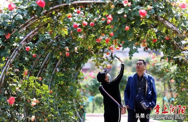 衡阳市天气预报30天下载,衡阳市天气预报1个月