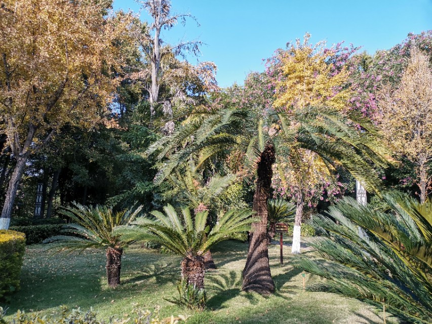 苏铁是藻类的植物吗,植物宝贝苏铁的视频
