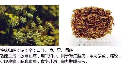 常用中草药名称大全图片及药效,常用中草药药效大全