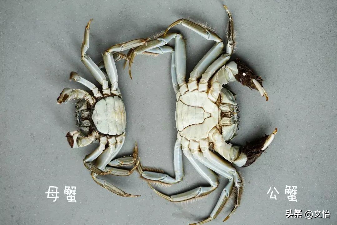 科普河蟹和海蟹的区别,海蟹和河蟹有什么区别在哪里