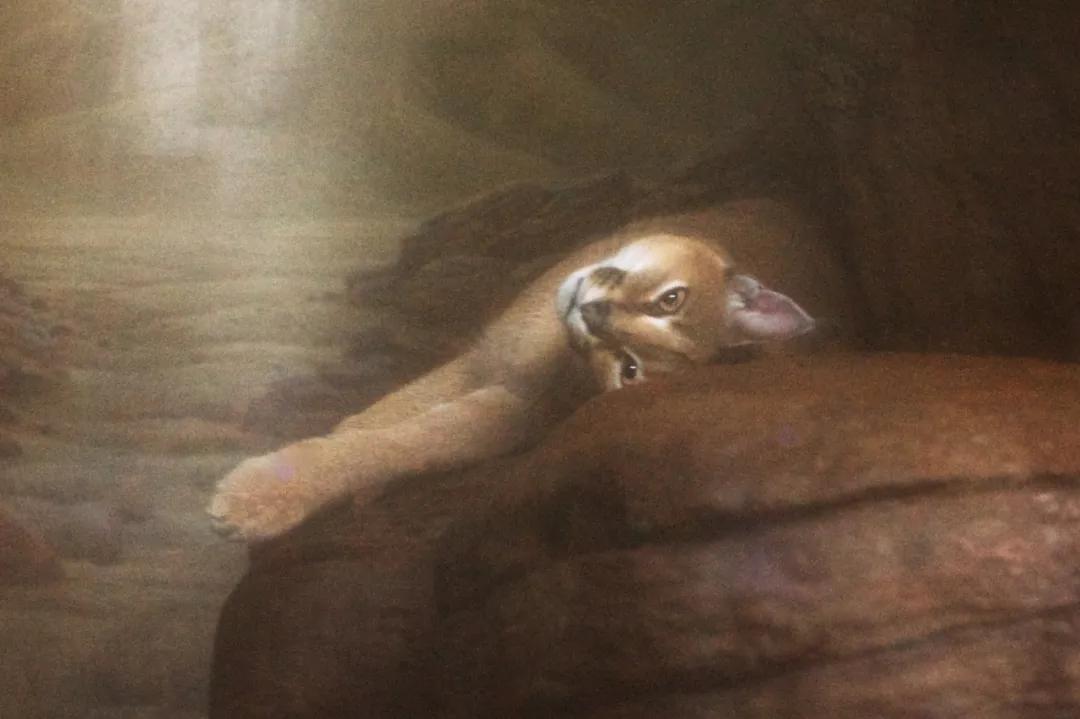 狞猫耳朵非常漂亮会旋转,狞猫的耳朵好可爱