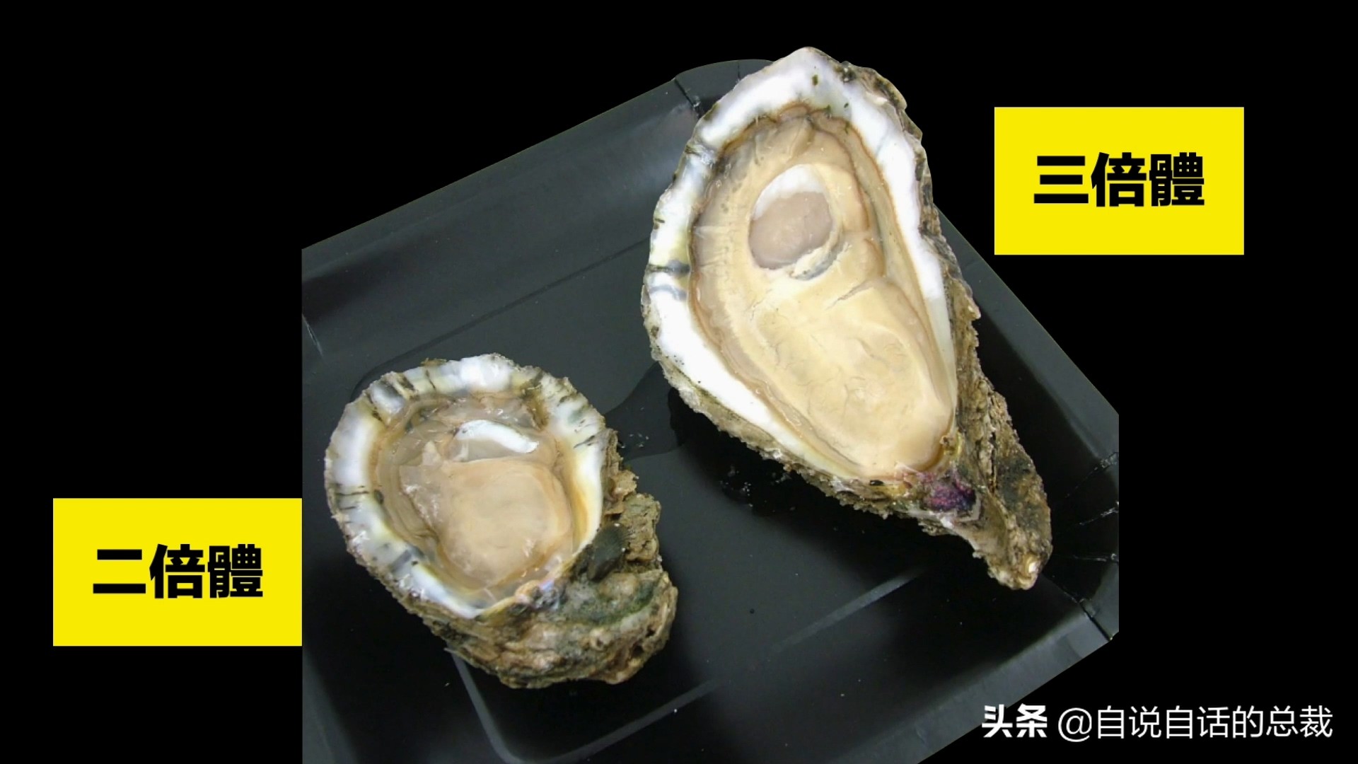 蛏子与小人蚬的区别,贻贝蛤蜊有什么区别