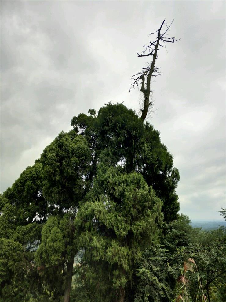 ［原创]实话乐至凤凰山╱刘兴福
