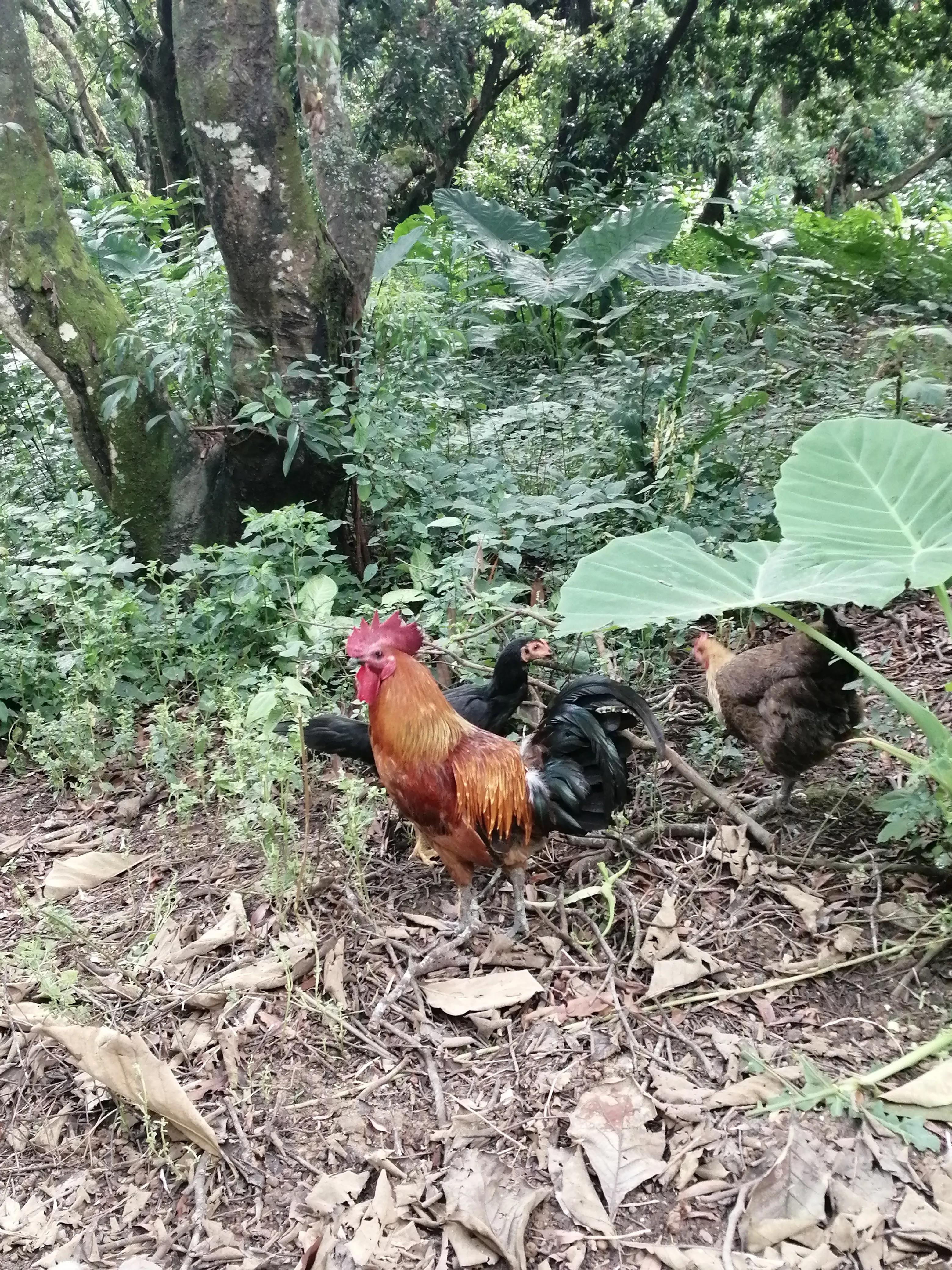 景洪市西双版纳风情园视频,西双版纳景洪市民族风情园