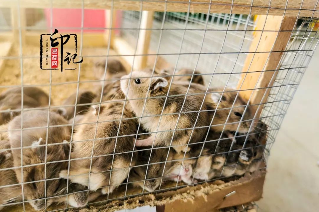 商丘道北花鸟批发市场,商丘花鸟宠物市场