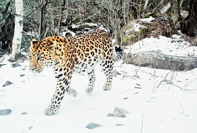 云南的豹是什么亚种,最小的豹亚种