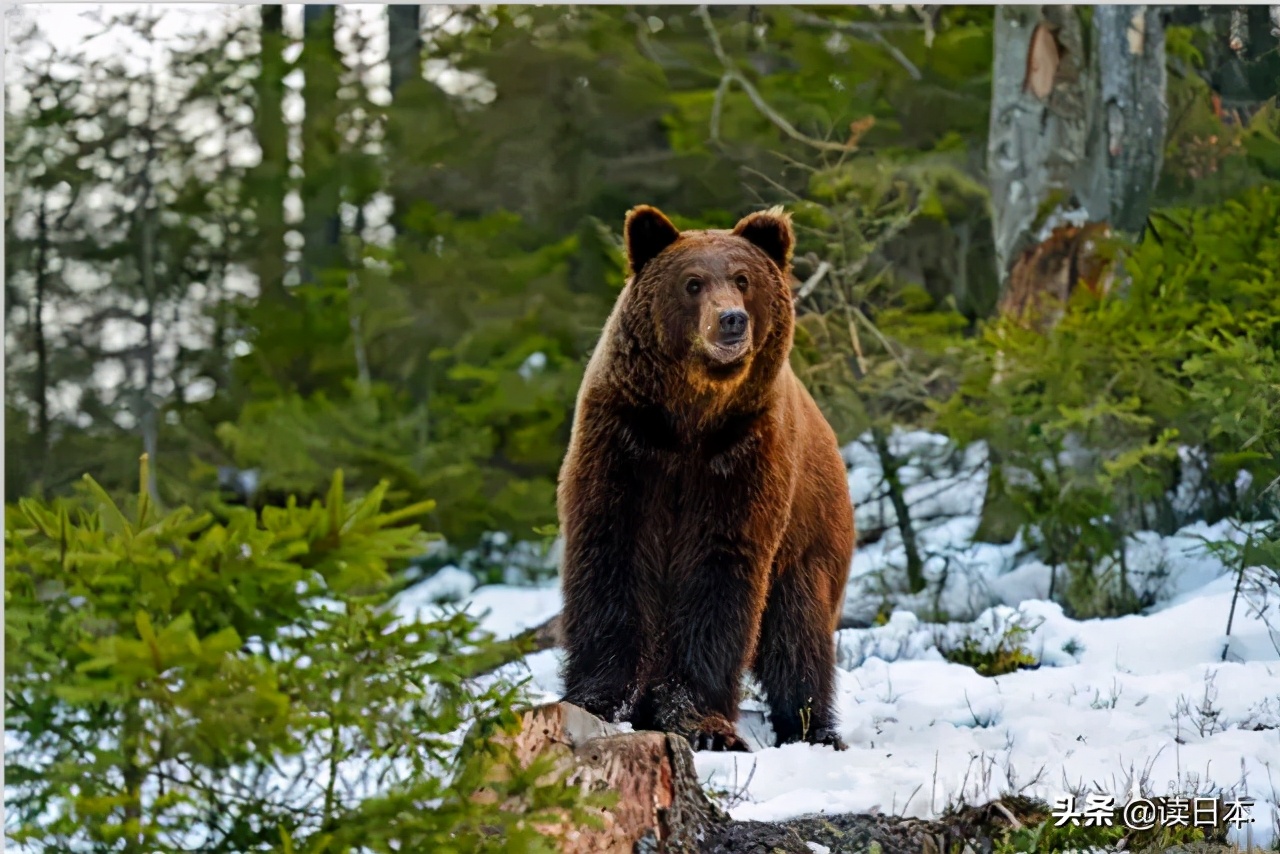 日本熊吃人事件地点,17年日本熊吃人事件
