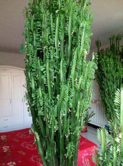 家里养的耐旱寓意好的花,什么盆栽花寓意好好养活不招虫