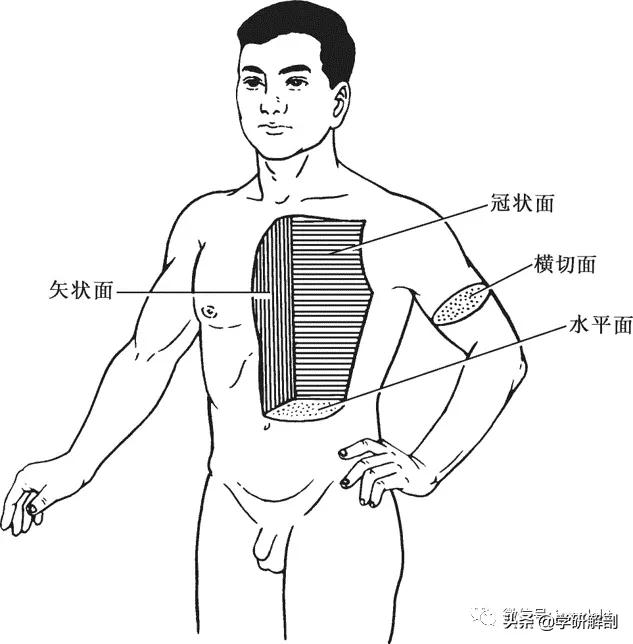 人体解剖学和系统解剖学,解剖学人体重要结构讲解