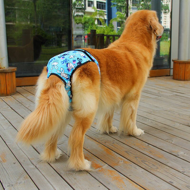 养狗的10个基本常识,养狗这50条小知识主人们都知道吗