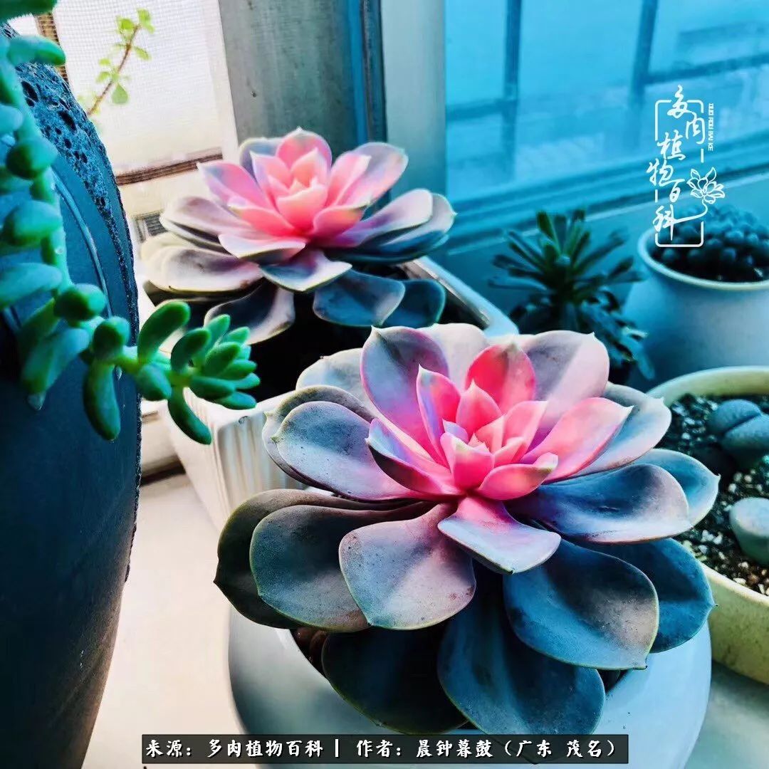 轻轻地告诉你，我的多肉也曾美过，不信你看看