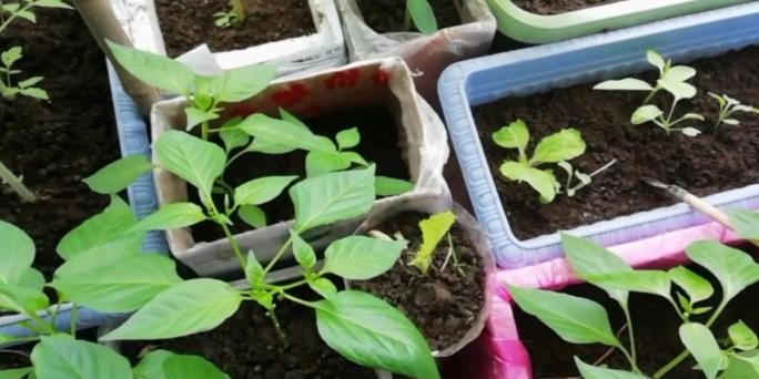 家里种菜蚜虫怎么治,盆栽植物蚜虫有什么方法去除