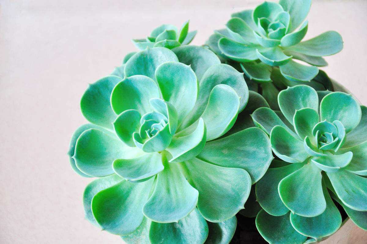 1000种多肉植物图鉴大全大图,景天科1000种多肉植物图鉴