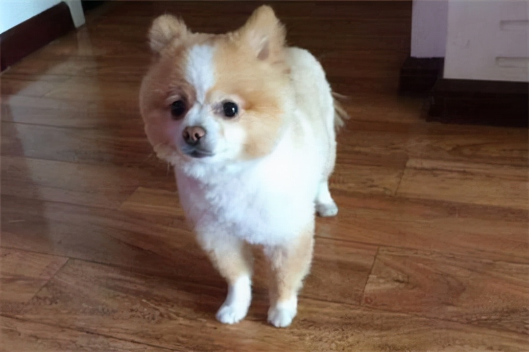 博美犬最害怕的五件事,博美犬六大禁忌有什么