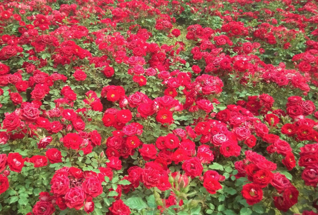 辽宁葫芦岛特产有哪些,辽宁特产有哪些值得带去的