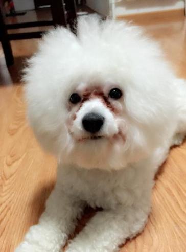 怎么避免比熊的泪痕,怎么解决比熊的泪痕