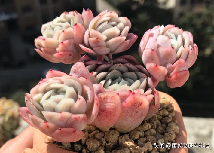 多肉冰梅适合阳台养吗,多肉冰露夏天怎么养