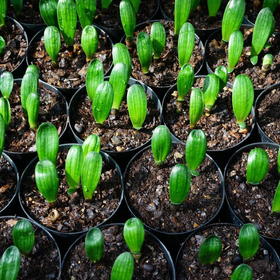 刚买回来的君子兰小苗怎么栽植,刚分出来的君子兰小苗怎么栽