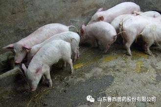 刚产的仔猪拉黄白痢怎么治,猪细菌性腹泻