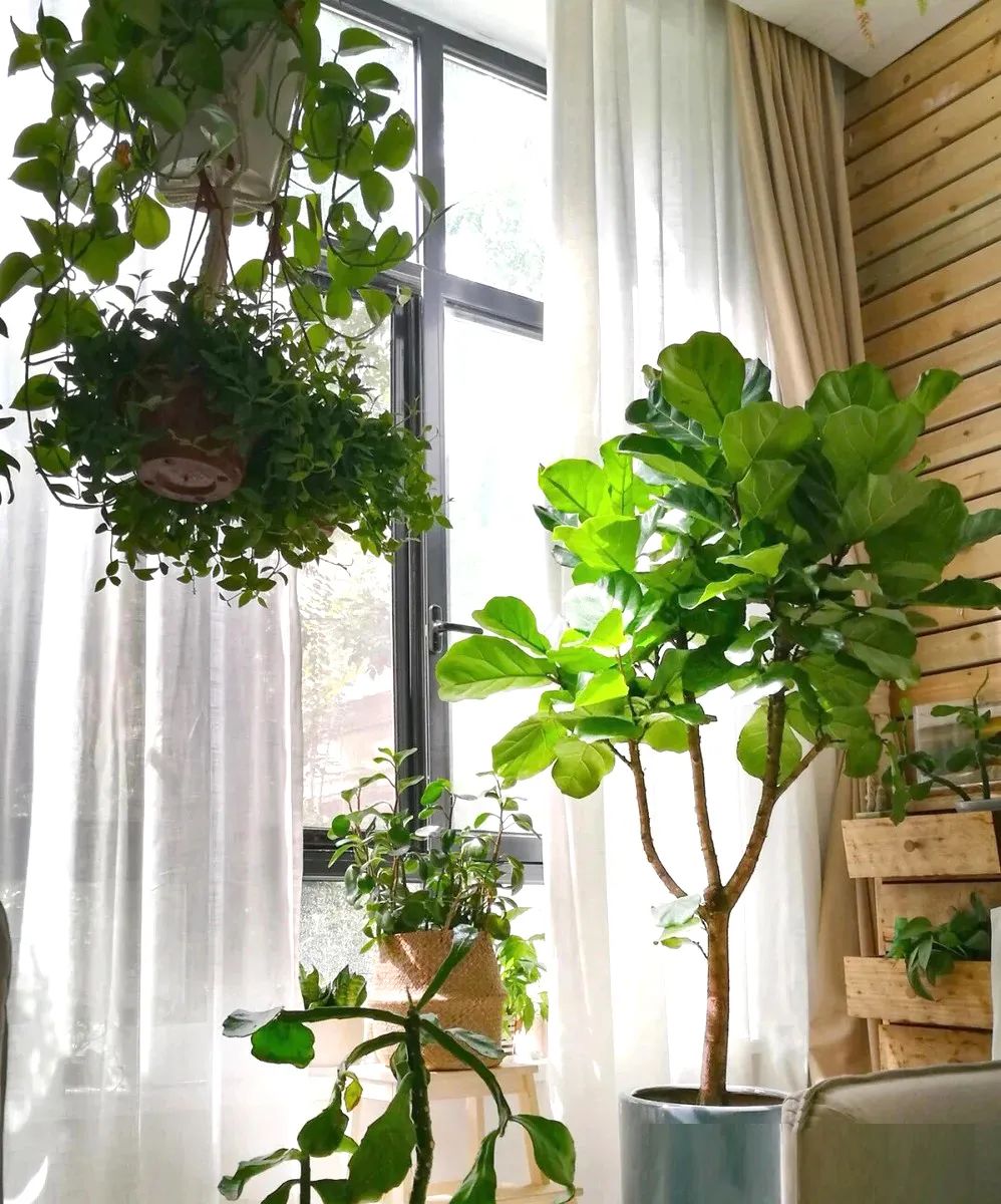 装饰高级感家里绿植推荐,室内装饰花卉及盆景植物