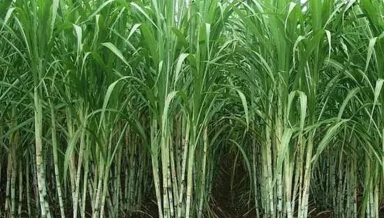种植甘蔗遇到的问题,掌握种植技术也是一门学问