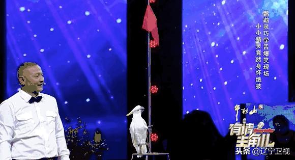 大型动物铲屎官,铲屎官为朕打下的江山猫咪