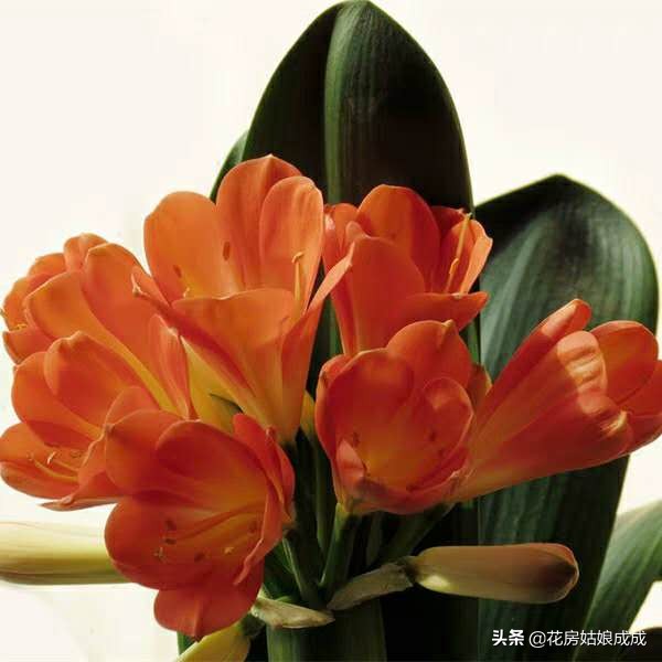 君子兰夹箭用鸡蛋能长出花箭吗,君子兰夹箭最好的处理办法