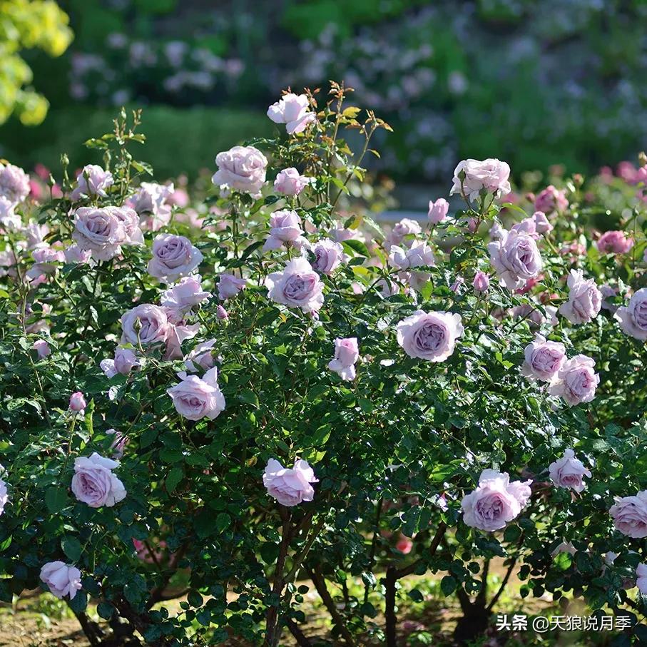 全球最香的十大香水月季,清新淡淡的月季花香水推荐