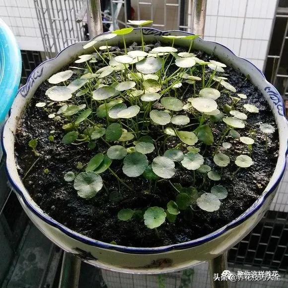 绿萝铜钱草家庭养殖,绿萝发财树黄叶子怎么办呢