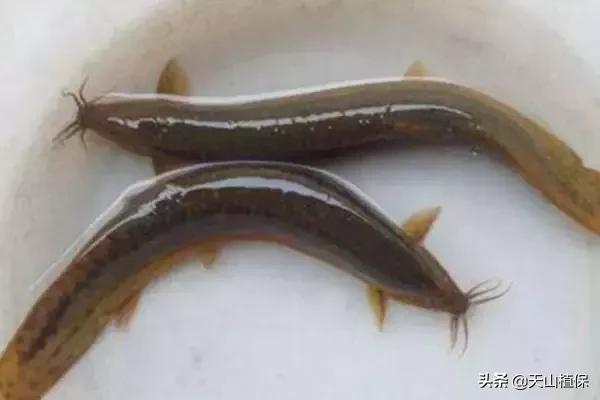 养泥鳅一亩地可以达到多少产量,泥鳅养殖新模式高产量