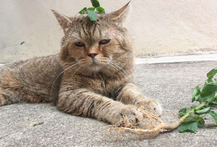 养了猫之后铲屎官就变懒了,养了猫咪怕人偷怎么办