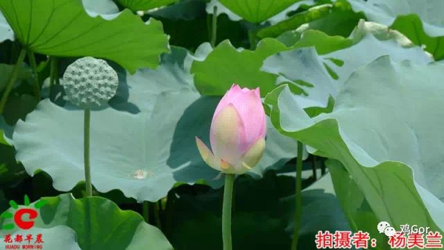 花都东镜村旧改2023计划,花都旧改重点