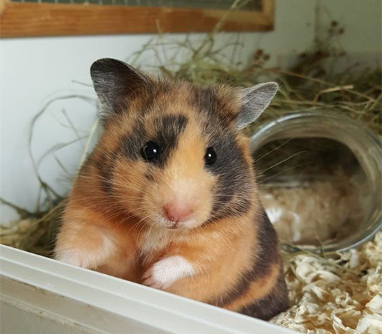 仓鼠骨折自救,仓鼠轻微骨折需要喂给他什么